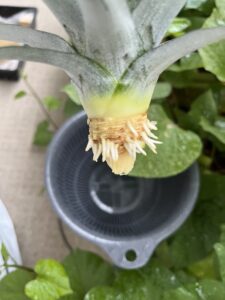 根が出始めたところ